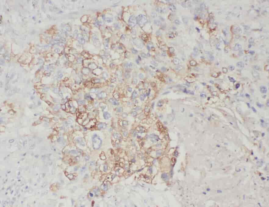Anti-ZnT7 antibody - Click Image to Close