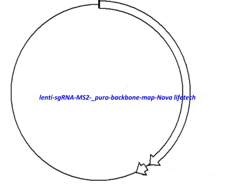 lenti sgRNA (MS2)_puro backbone - Click Image to Close