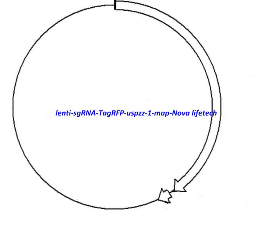 lenti- sgRNA- TagRFP- uspzz- 1 Plasmid - Click Image to Close