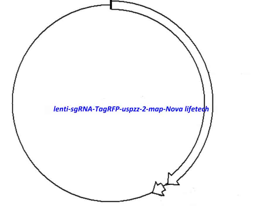 lenti- sgRNA- TagRFP- uspzz- 2 Plasmid - Click Image to Close