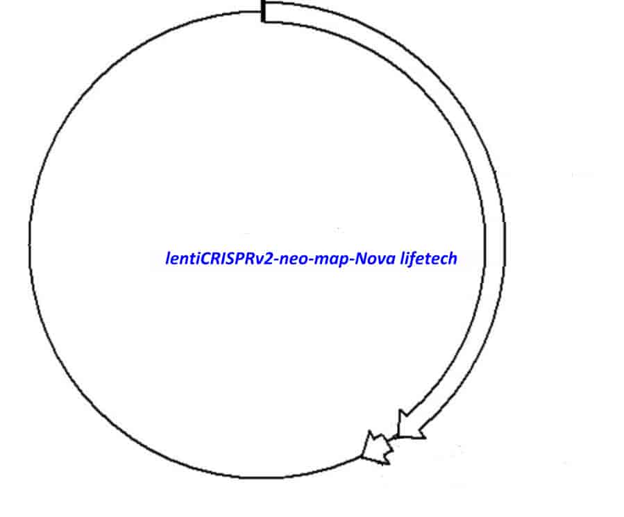 lentiCRISPRv2 neo Plasmid - Click Image to Close