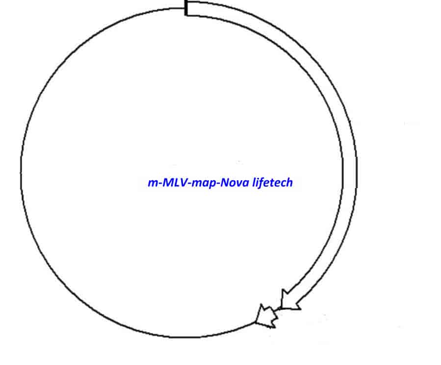 m- MLV Plasmid - Click Image to Close