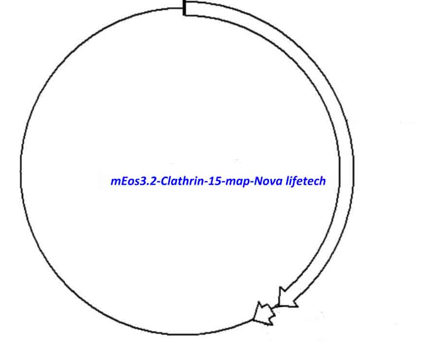 mEos3.2- Clathrin- 15