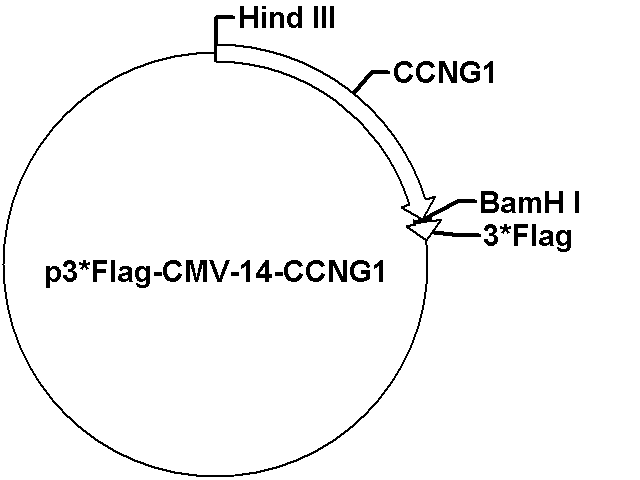 p3*Flag-CMV-14-CCNG1 Plasmid