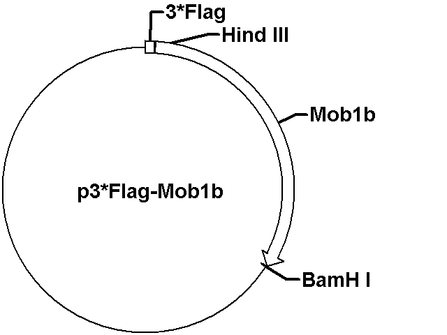 p3*Flag-Mob1b Plasmid