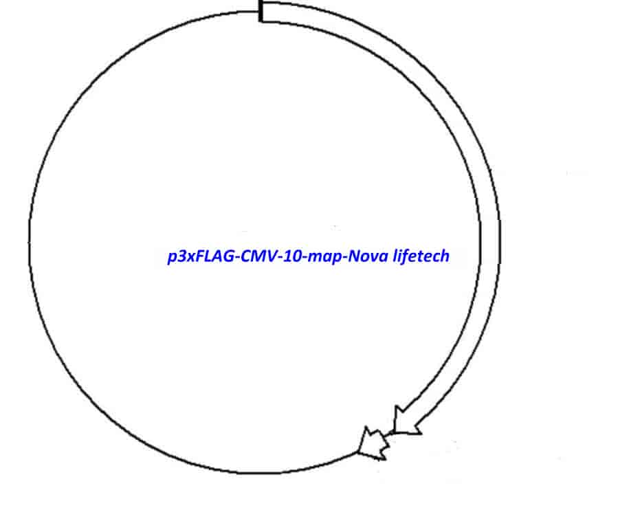 p3xFLAG- CMV- 10 Plasmid
