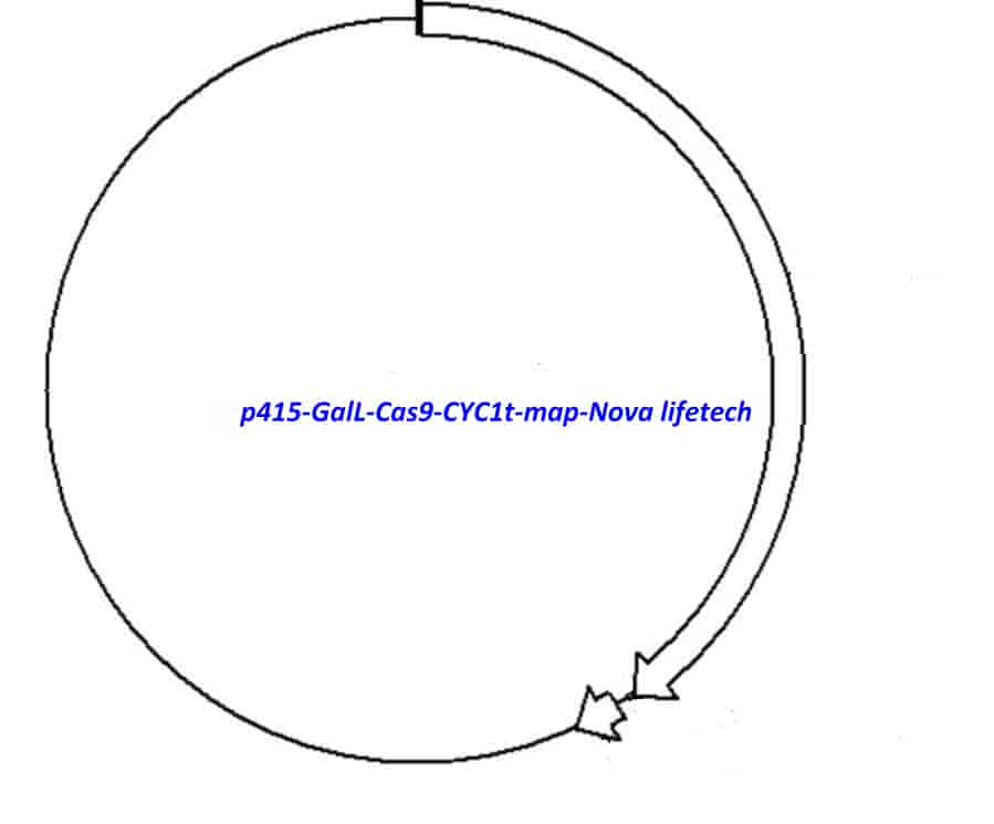 p415-GalL-Cas9-CYC1t vector