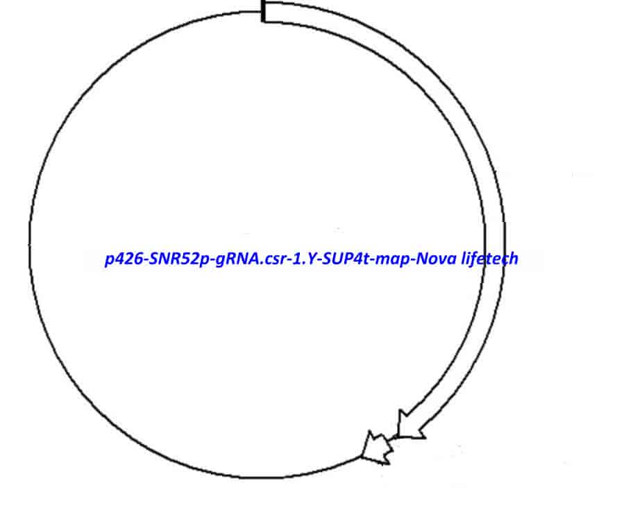 p426- SNR52p- gRNA.csr- 1.Y- SUP4t - Click Image to Close