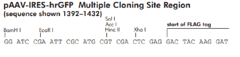 pAAV- IRES- hrGFP Plasmid - Click Image to Close