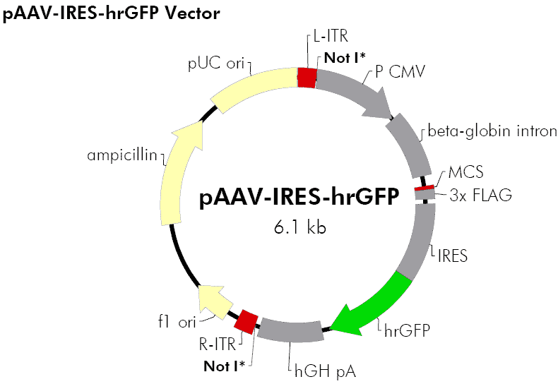 pAAV- IRES- hrGFP Plasmid