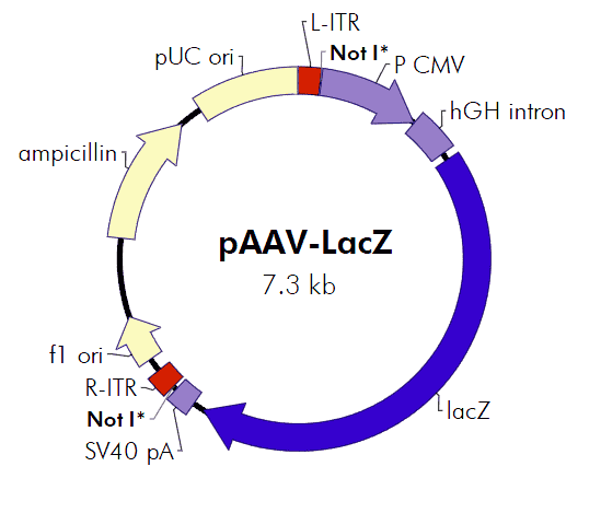 pAAV-LacZ - Click Image to Close