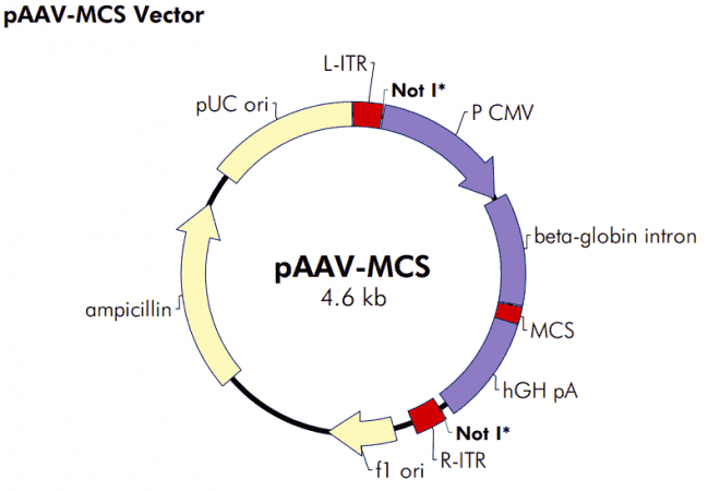 pAAV- MCS - Click Image to Close