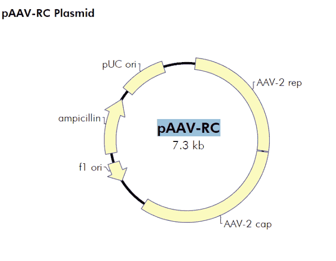 pAAV- RC