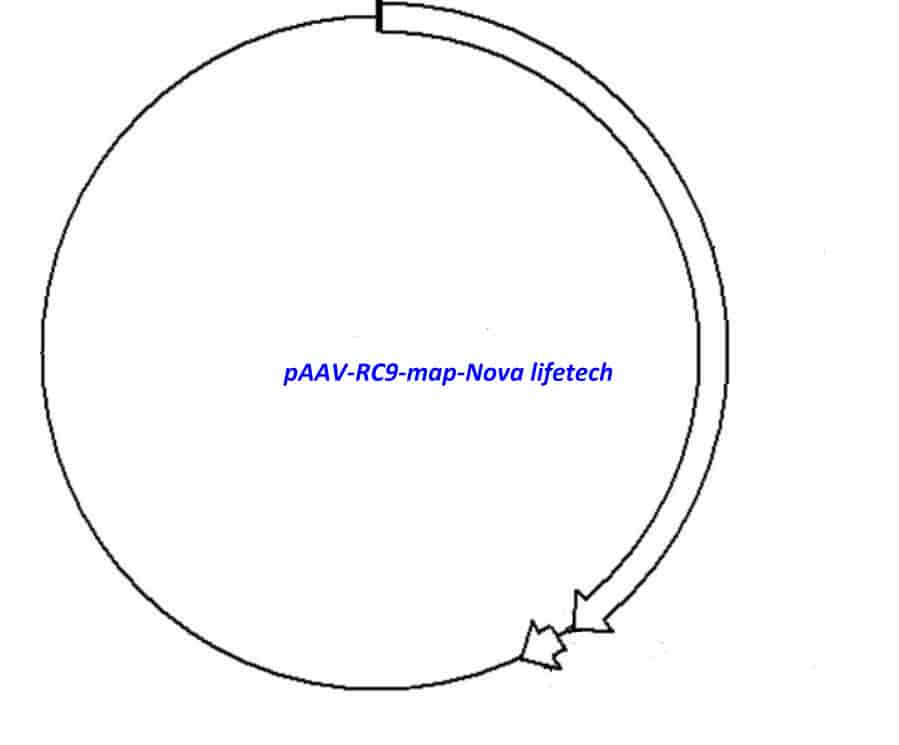pAAV-RC9 vector - Click Image to Close