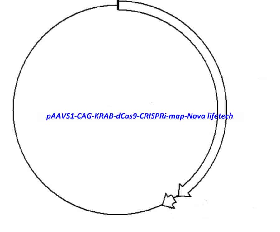 pAAVS1- CAG- KRAB- dCas9- CRISPRi - Click Image to Close