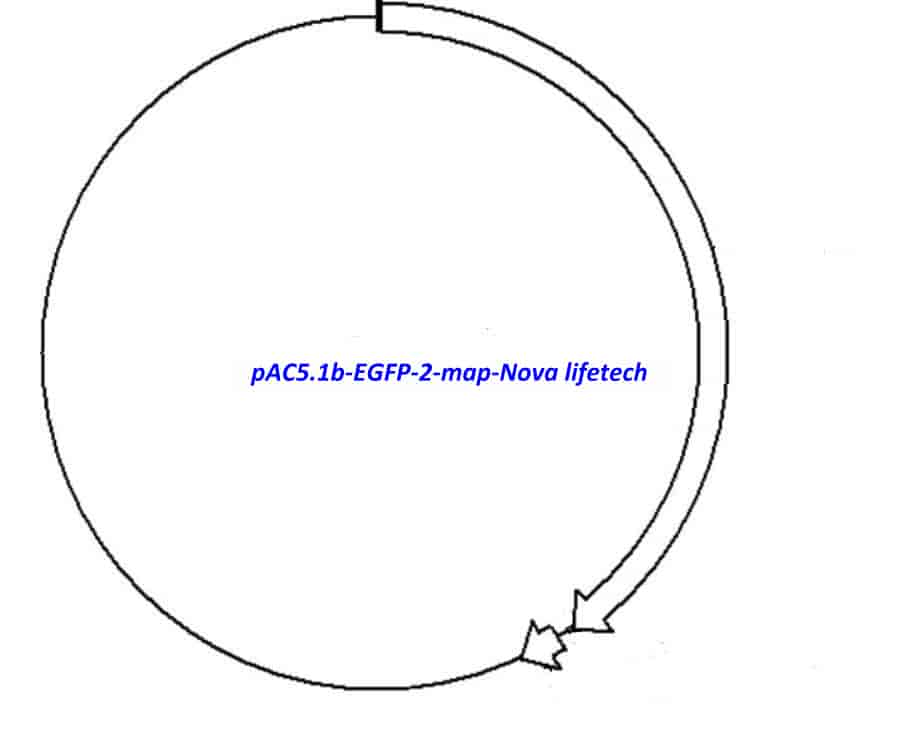 pAC5.1b- EGFP- 2 - Click Image to Close