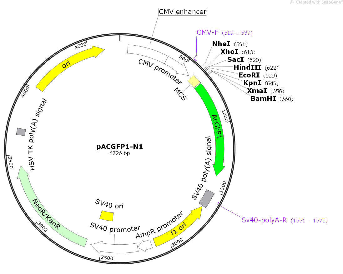 pACGFP1- N1 Plasmid
