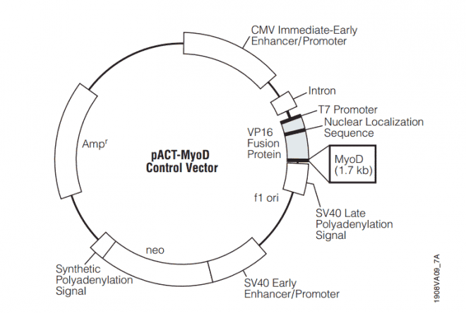 pACT- MyoD Plasmid