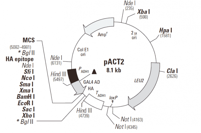 pACT Plasmid - Click Image to Close