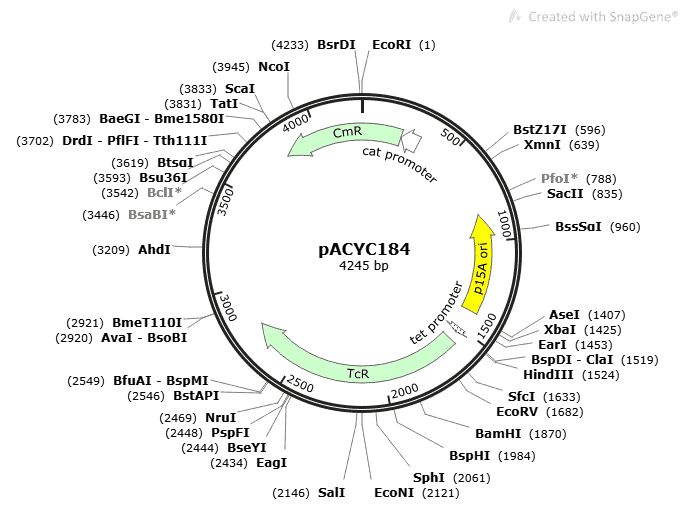 pACYC184 - Click Image to Close