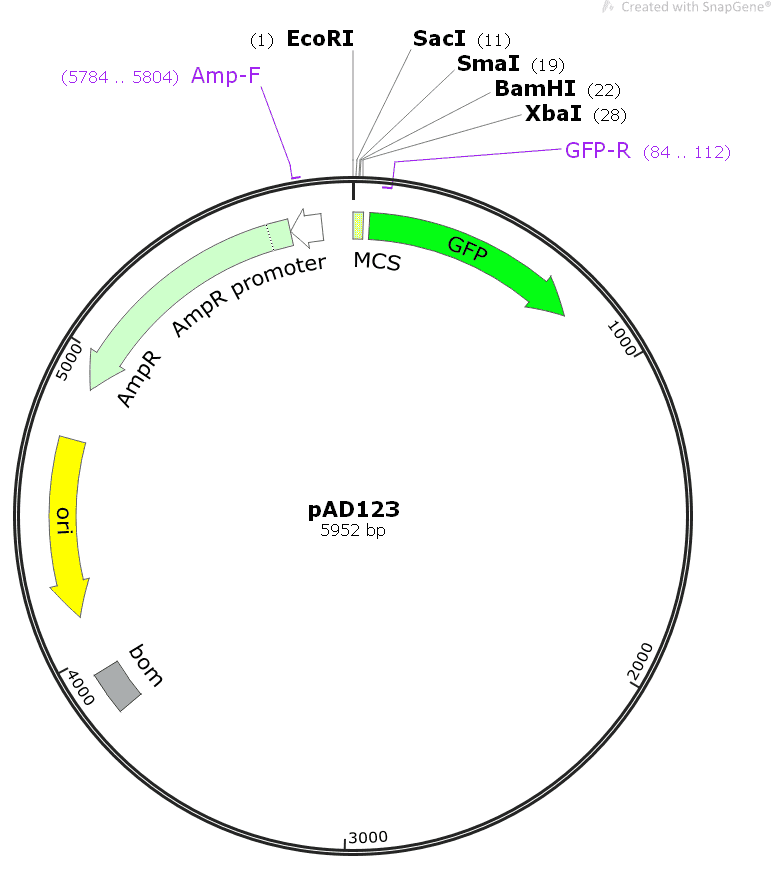 pAD123 Plasmid - Click Image to Close
