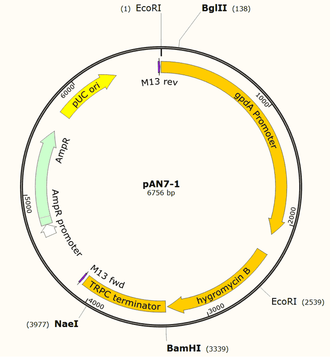 pAN7-1 Plasmid - Click Image to Close
