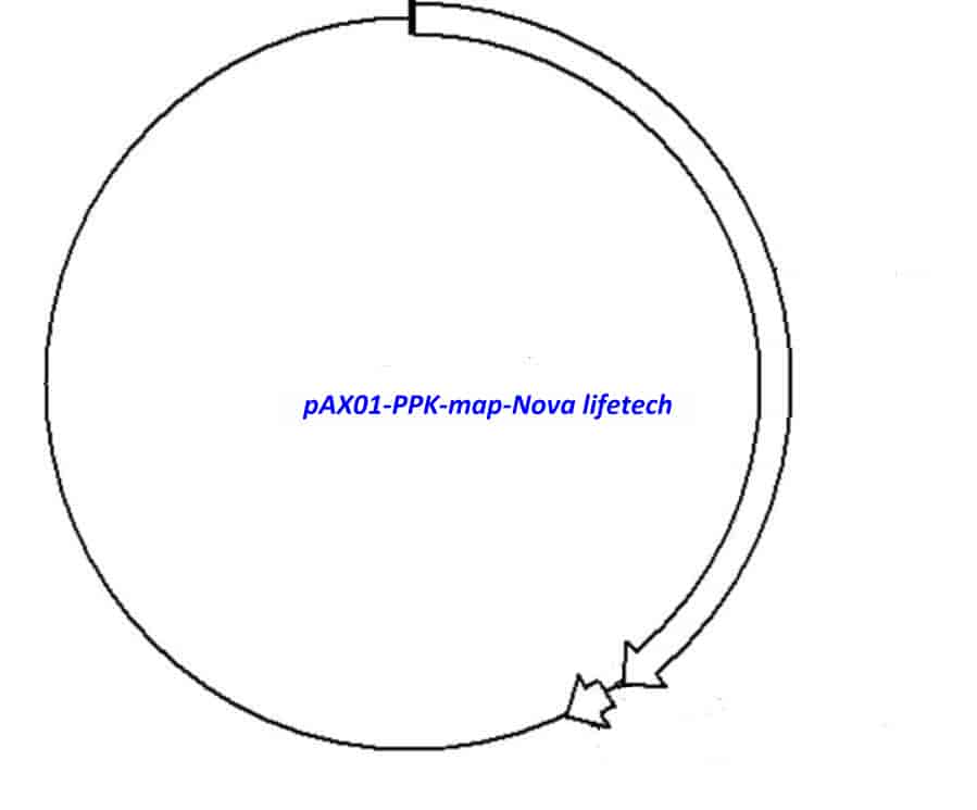 pAX01- PPK Plasmid - Click Image to Close