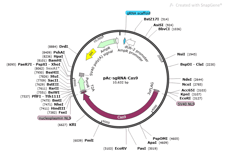 pAc-sgRNA-Cas9 vector - Click Image to Close