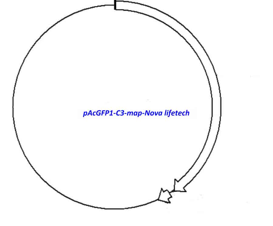 pAcGFP1-C3 Plasmid - Click Image to Close