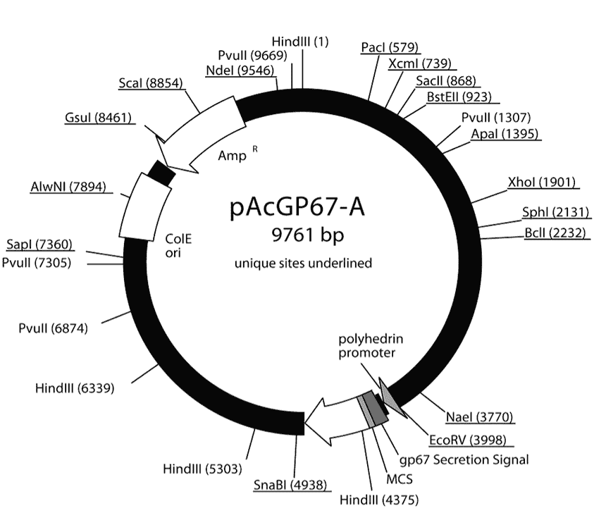 pAcGP67A plasmid - Click Image to Close