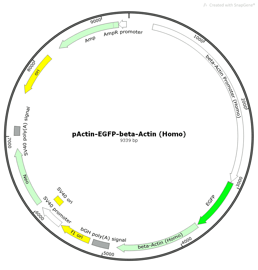 pActin- EGFP- beta- Actin (Homo) - Click Image to Close
