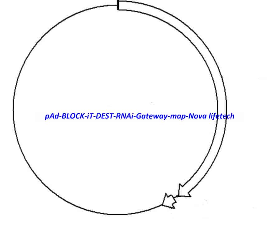 pAd/BLOCK-iT-DEST RNAi Gateway Vector - Click Image to Close