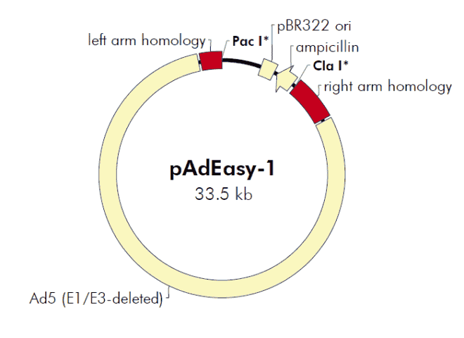 pAdEasy- 1 Plasmid - Click Image to Close