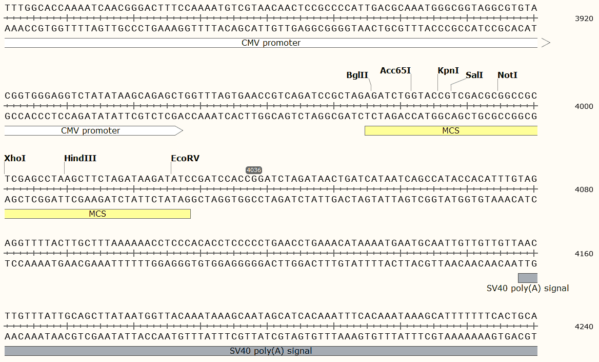 pAdTrack- CMV Plasmid - Click Image to Close