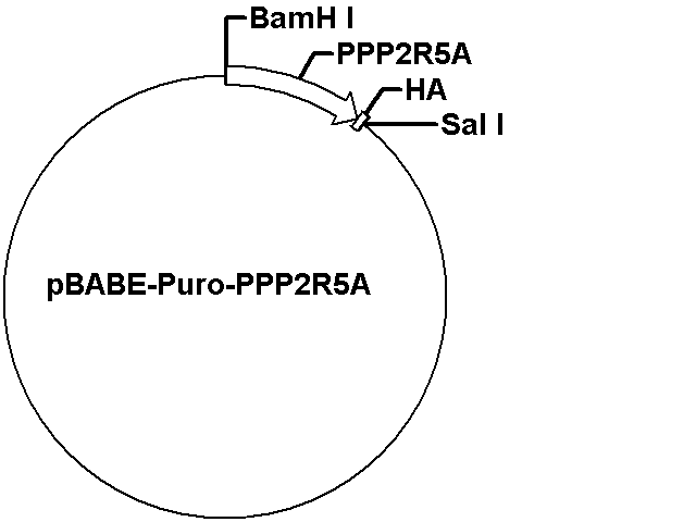 pBABE-Puro-PPP2R5A Plasmid