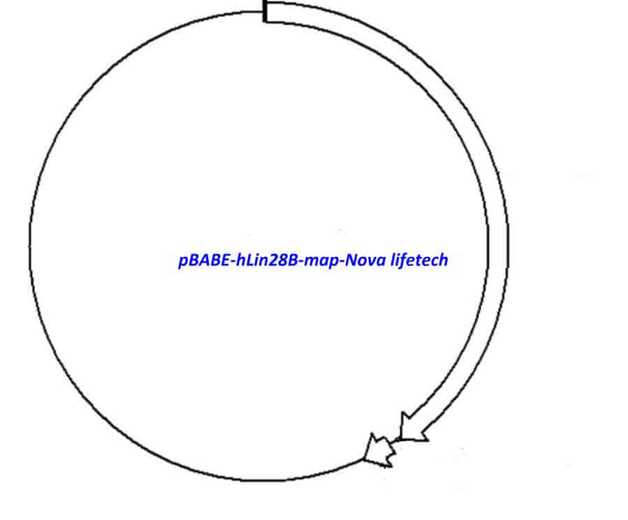 pBABE- hLin28B - Click Image to Close