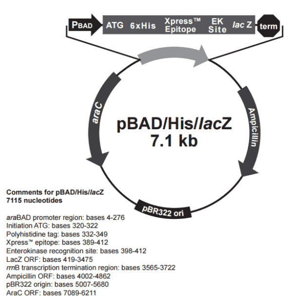 pBAD/ His/ LacZ Plasmid - Click Image to Close