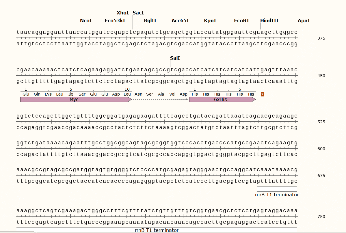 pBAD/ Myc- HisA Plasmid - Click Image to Close