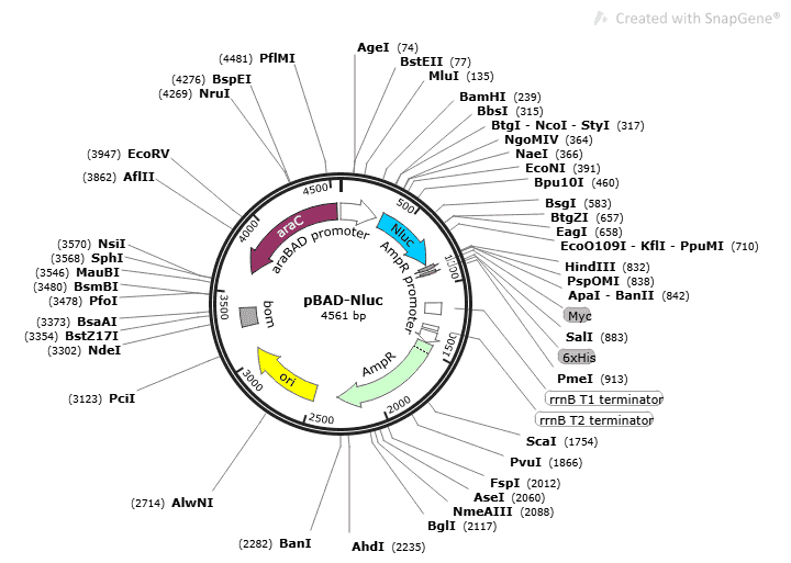 pBAD-Nluc Plasmid - Click Image to Close