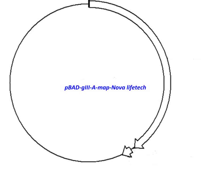 pBAD/ gIII A Plasmid - Click Image to Close