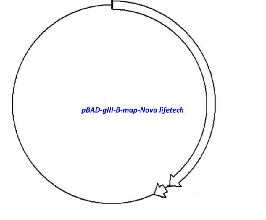pBAD/ gIII B Plasmid - Click Image to Close