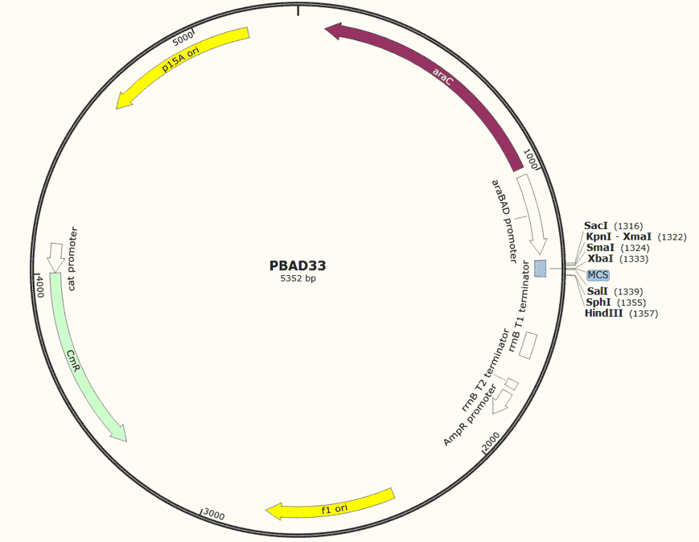 pBAD33 Plasmid - Click Image to Close