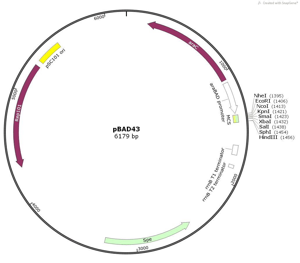 pBAD43 Plasmid - Click Image to Close
