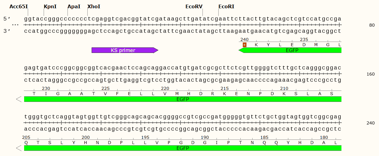 pBARGPE1- Hygro- EGFP Plasmid - Click Image to Close