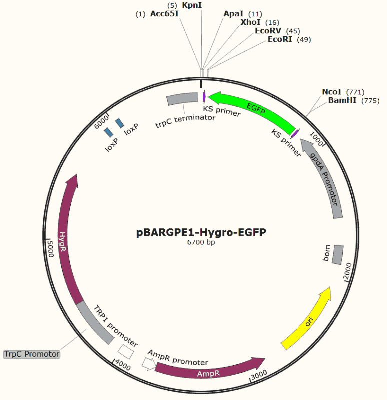 pBARGPE1- Hygro- EGFP Plasmid