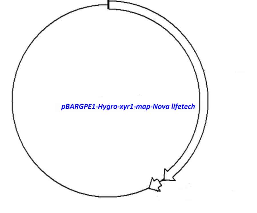 pBARGPE1-Hygro-xyr1 - Click Image to Close