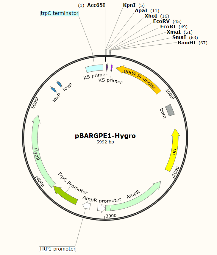 pBARGPE1- Hygro