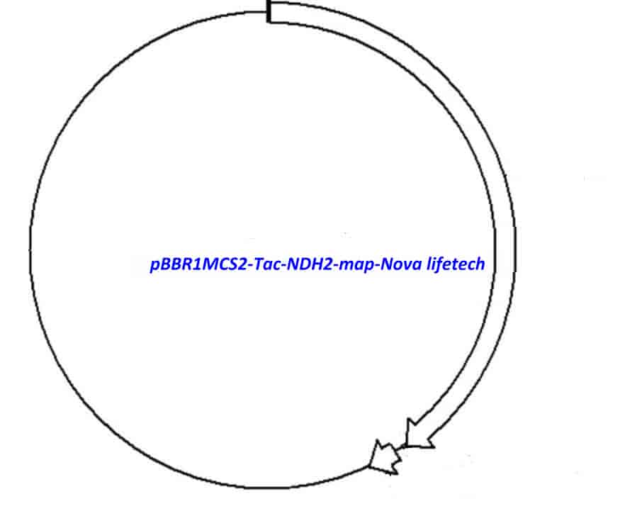 pBBR1MCS2-Tac-NDH2 - Click Image to Close