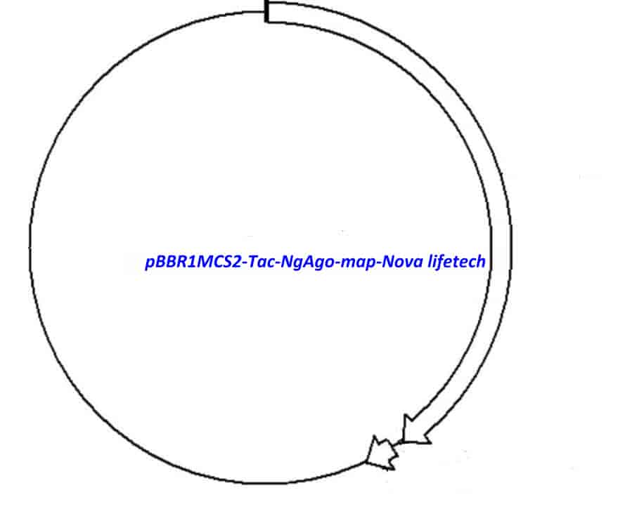 pBBR1MCS2- Tac- NgAgo Plasmid