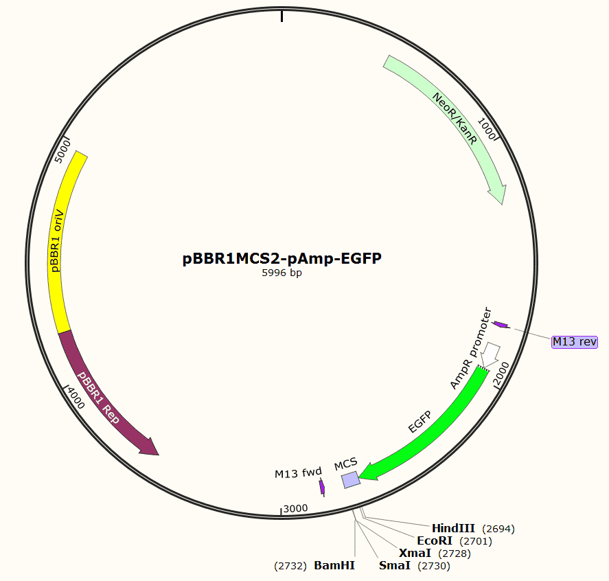 pBBR1MCS2- pAMP- EGFP Plasmid